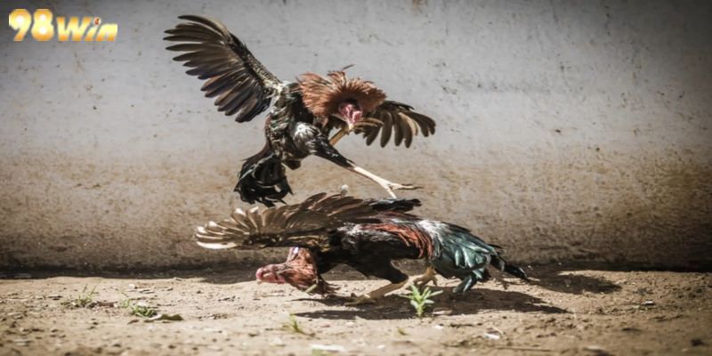 Đá Gà C3 - Bí Kíp Thắng Lớn Cùng Chiến Thuật Đỉnh Cao Đá gà C3 là một hình thức chọi gà ngày càng phổ biến và nhiều người ưa thích