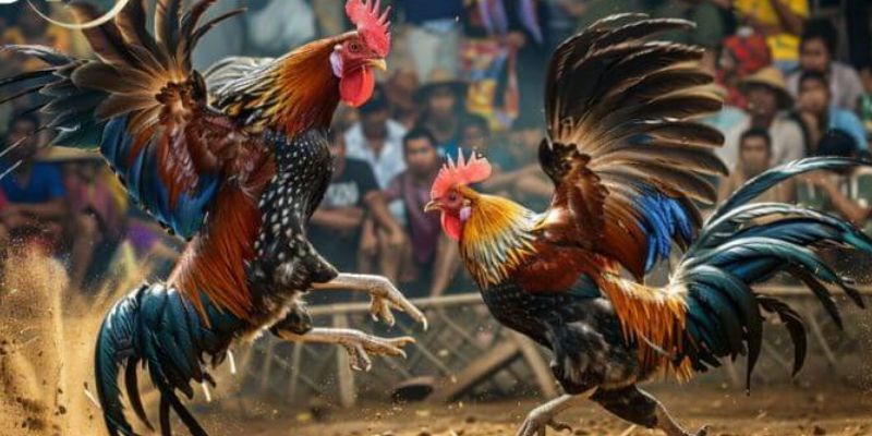 Kèo FTD mang lại tỷ lệ thưởng cao cho người thích mạo hiểm