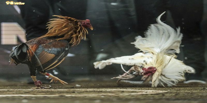 Kèo Meron được người chơi lựa chọn nhiều vì tỷ lệ chiến thắng cao