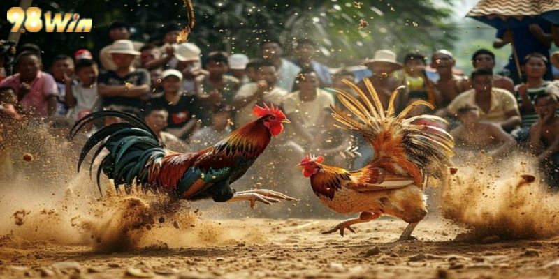 Đá Gà C3 - Bí Kíp Thắng Lớn Cùng Chiến Thuật Đỉnh Cao Mỗi chú gà đều được rèn luyện kỹ lưỡng và chiến thuật đỉnh cao