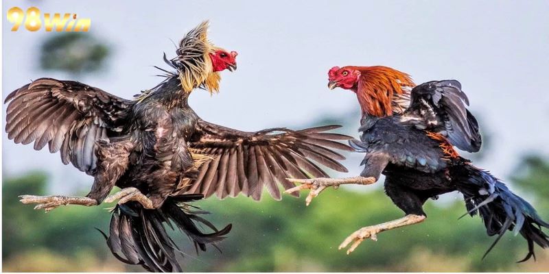 Hướng dẫn cách chơi thomo tại nhà cái hàng đầu uy tín 98Win